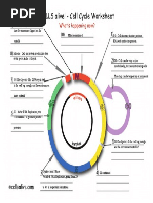 cell-cycle-assignment-pdf