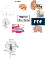 5.3 Neuronal Communication HANDOUT