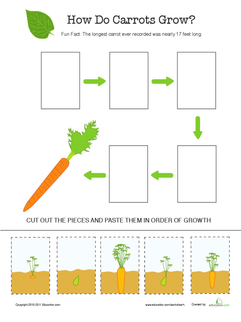 Carrot Life Cycle 2 PDF