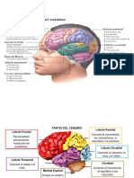 Áreas Funsionales Del Cerebro