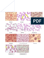 Morfologi Darah