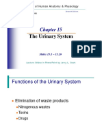 The Urinary System: Essentials of Human Anatomy & Physiology