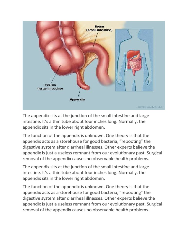 Anatomy and Function of the Appendix | PDF