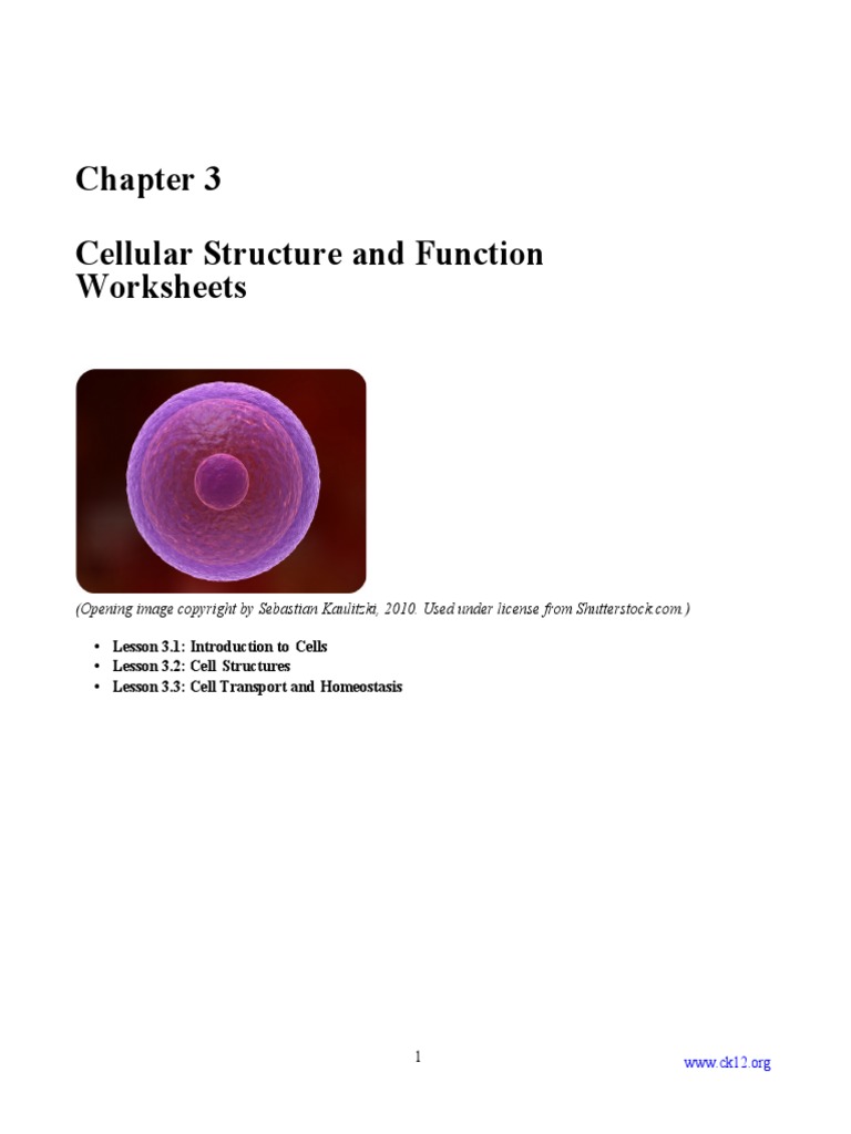 ANSWERS Worksheets Cell Structure Functions | PDF | Cell (Biology ...