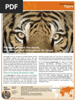 Tigers: Revered Around The World, But Persecuted Throughout Its Range