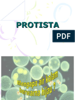 Protista Ok