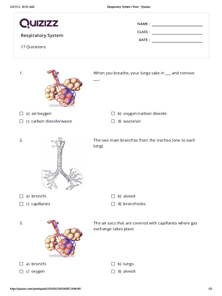Respiratory System - Print - Quizizz | PDF | Respiratory Tract ...