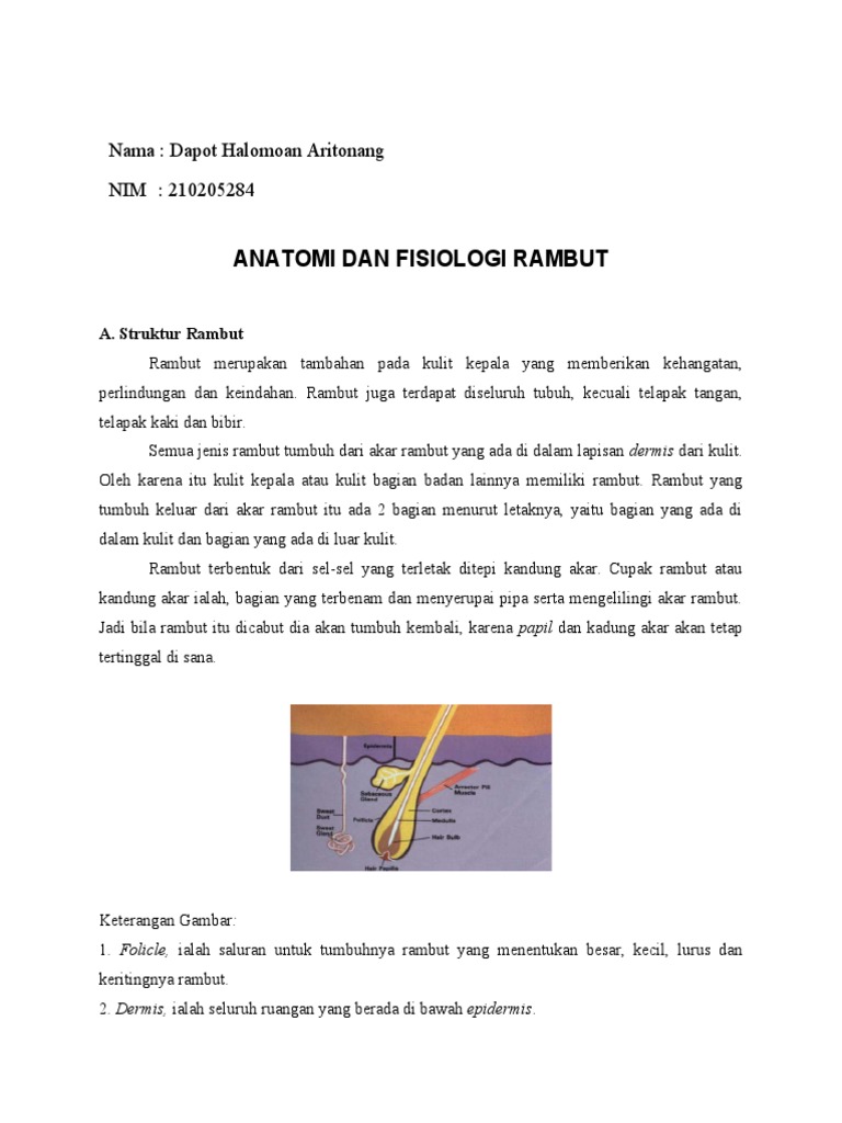 Anatomi Dan Fisiologi Rambut | PDF