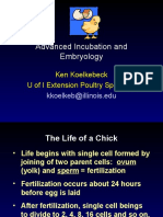 Advanced Incubation and Embryology