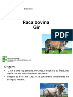 Raça Bovina Gir