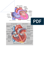 Fisiopatologia Del Schok Hipovolemico