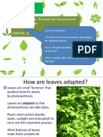 8A Leaves: Lesson Objective: To Know The Structure and Function of Leaves STARTER: Why Are Leaves The Shape They Are?