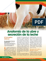 Anatomía de La Ubre y Secreción de La Leche: Conceptos Básicos