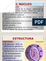 Las partes clave de la célula procariota