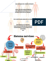 Esquema Sistemas Del Cuerpo Humano