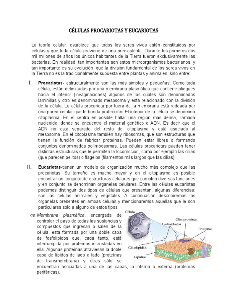 Células Eucariotas y Procariotas | PDF | Citoplasma | Biología Celular)