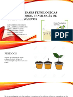 Periodos, Fases Fenológicas y Subperiodos, Fenología 2