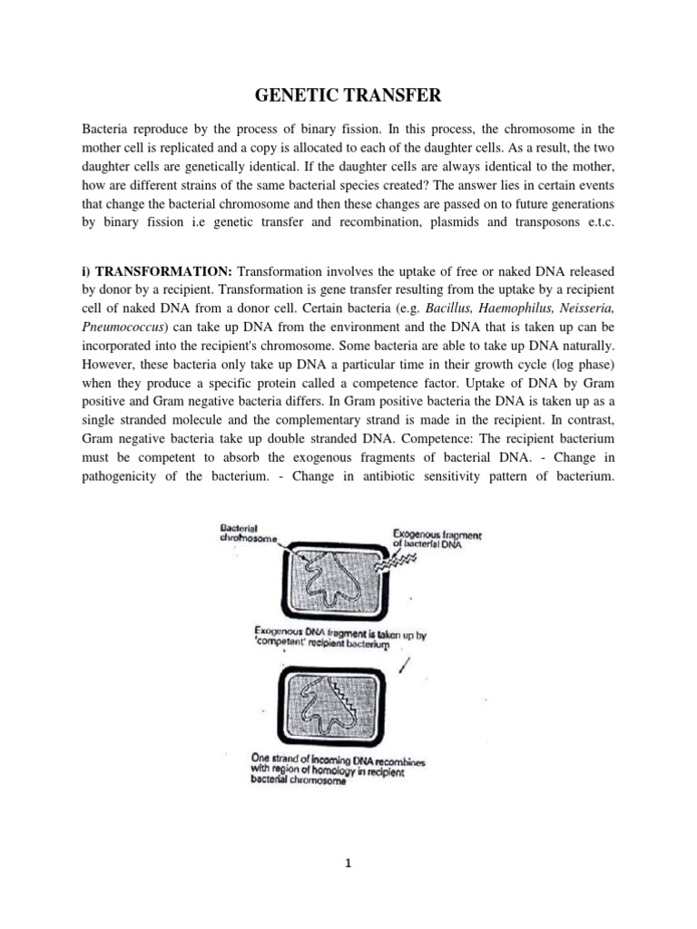 Gene Transfer | PDF | Plasmid | Transformation (Genetics)