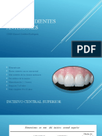 Anatomía Dientes Anteriores