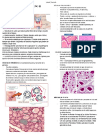 6-SISTEMA ENDOCRINO II @med - Barcelo 6