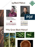 Black Walnut Management Tree Farm