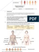 Lab Exercise19 Reproductive System PDF