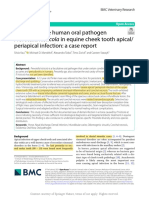 The Facultative Human Oral Pathogen Periapical Infection: A Case Report