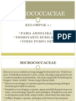 Micrococcaceae Kelompok 1 Bakteri 3c