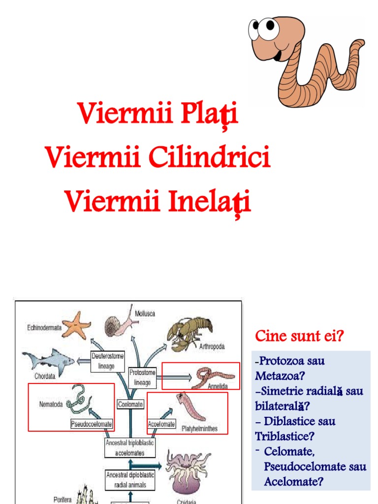 7 Viermii Plati Cilindrici Si Inelati | PDF