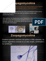 Zoopagomycotina: Parásitos de animales y nematodos