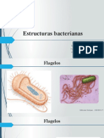 Estructuras Bacterianas