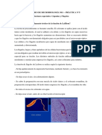 Practica N°5 - Lab. Micro. Ge. 91G