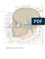 82 Trigeminal Nerve