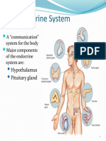 The Endocrine System: Hypothalamus Pituitary Gland