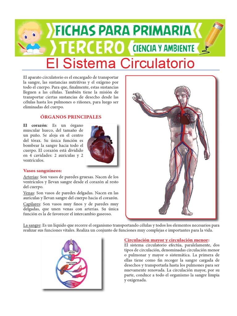 Sistema Circulatorio para Niños: Resumen | PDF | Sistema circulatorio ...