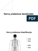NS1 Bendrybes Nugaros Smegenys