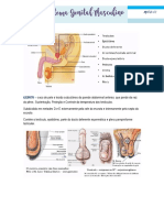 Anatomia (Sistema Genital Masculino)