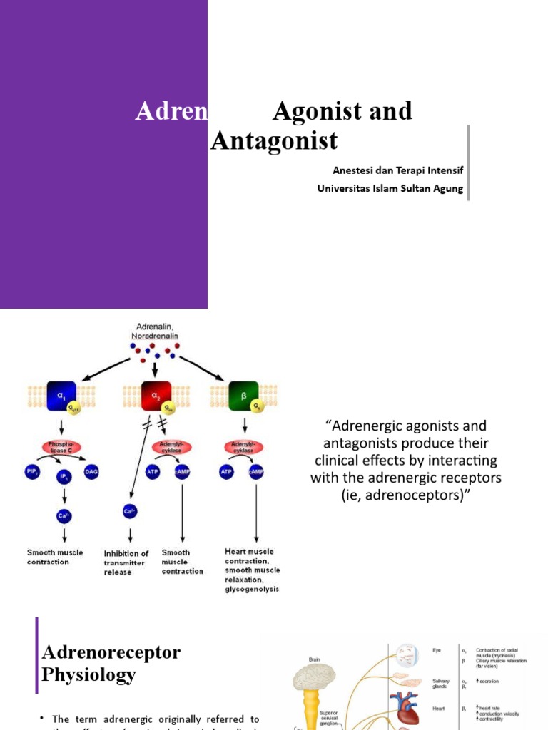 Adrenergic Agonists And Antagonists Overview Pdf 
