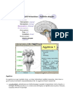 Agy részei, hártyák, idegrendszer