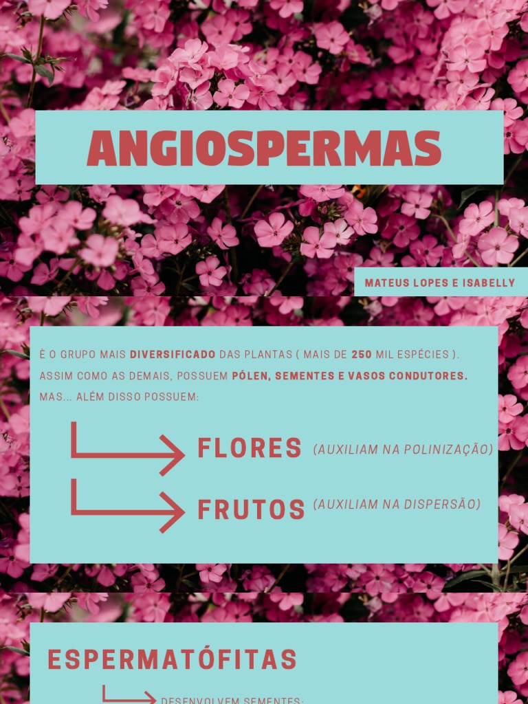 Angiospermas - Seminário Angiospermas