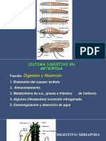 Sistema Digestivo