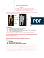1.  Endodoncia anatomia interna