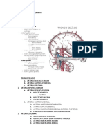 Irrigação Visceras Abdominais Geral