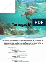 Tortugas Marinas