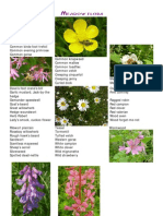 Meadow Flora List