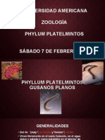 Phylum Plathelmintes