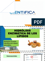 Hidrólisis enzimática de los lípidos por lipasa pancreática