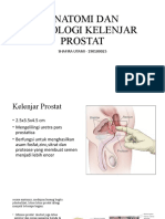 Anatomi dan Histologi Kelenjar Prostat