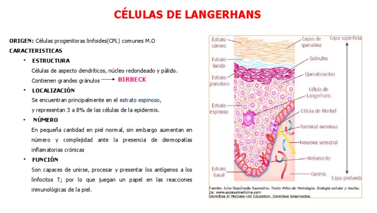 Función y ubicación de células de Langerhans | PDF | Ciencia y matemáticas