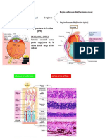 RETINA